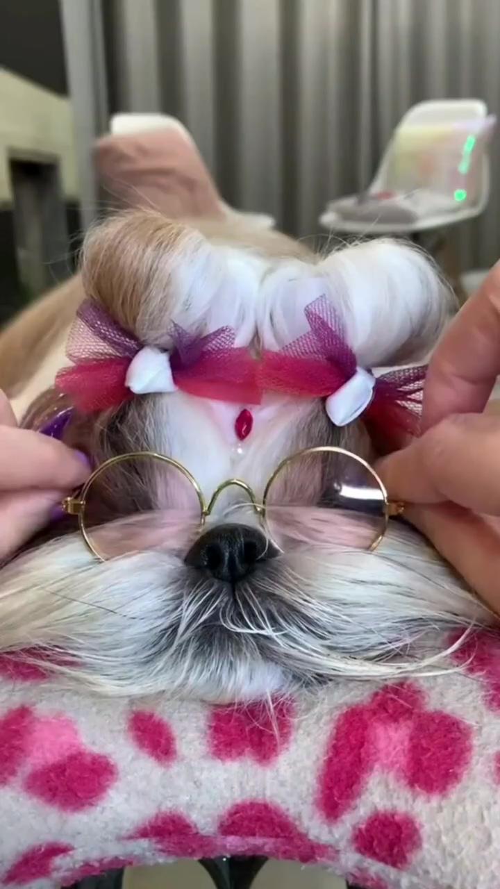 Shih tzu ; cute yorkie dog grooming