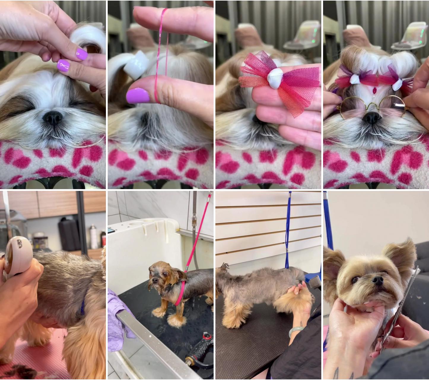 Shih tzu ; cute yorkie dog grooming