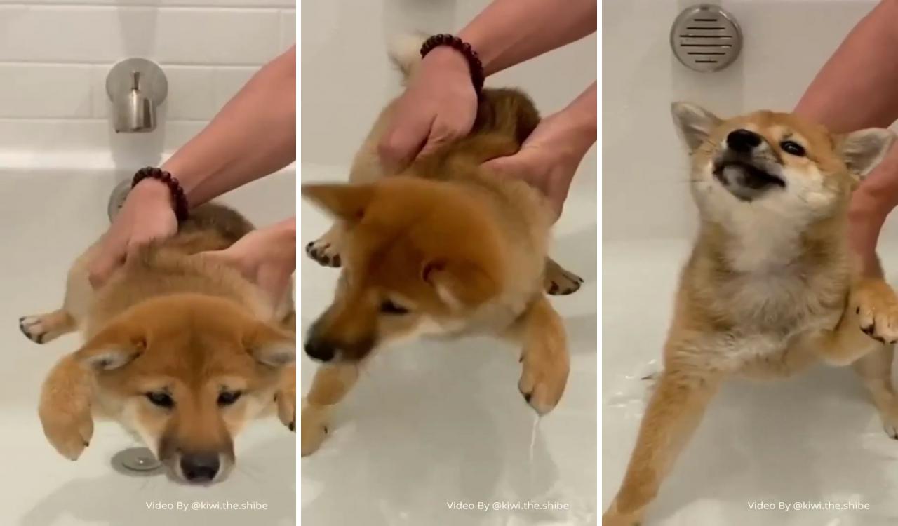 Simple tricks to make dog's bath time easier faster and neater; happy animals