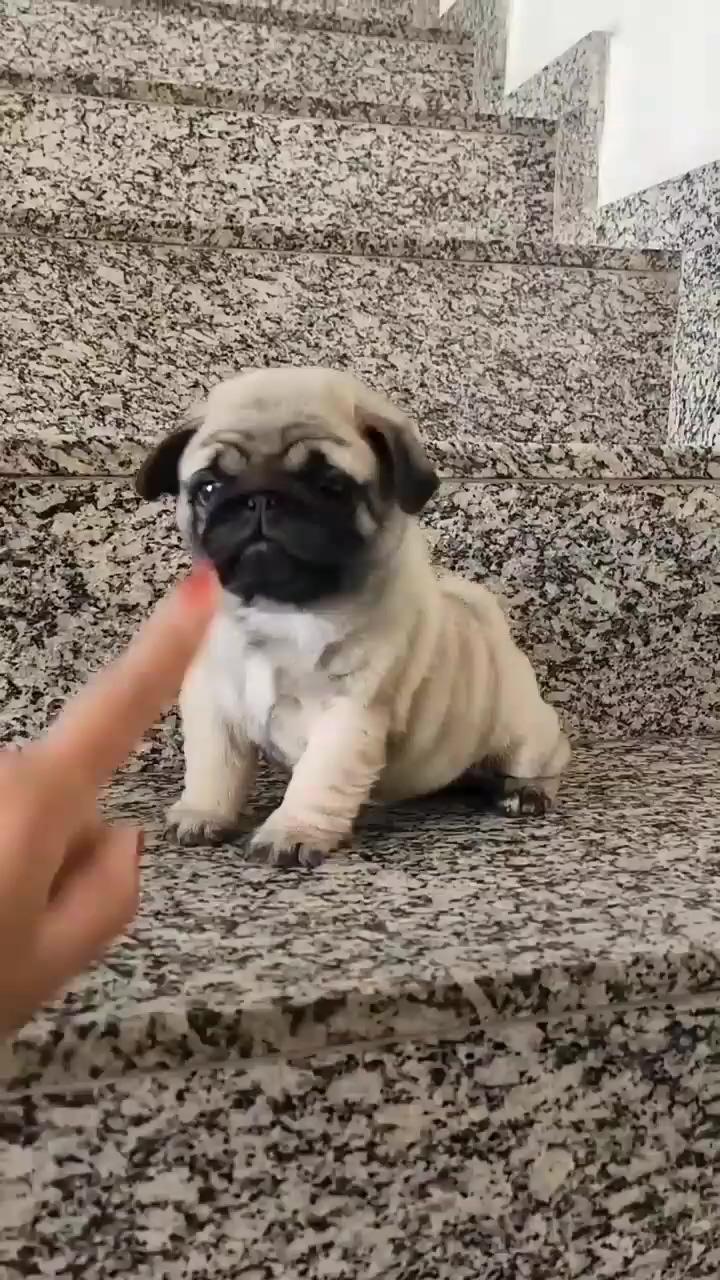 Small cute pug puppy; unstoppable cute dog 