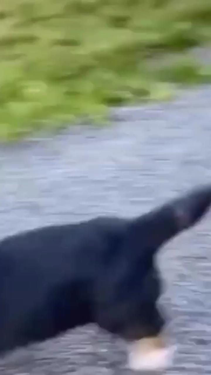 Small puppy, big leap; for all pets lovers https://www. batarow. com