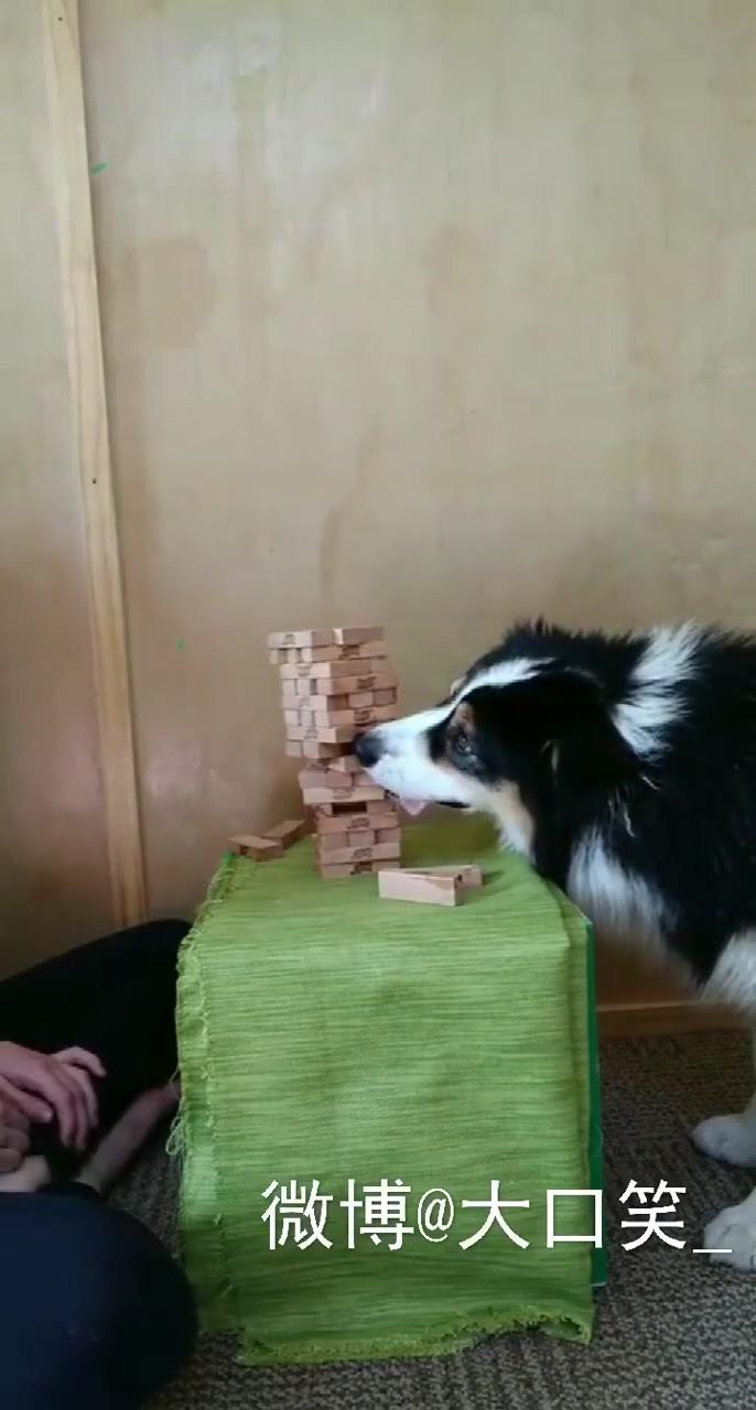 Smart dog | funny dog videos