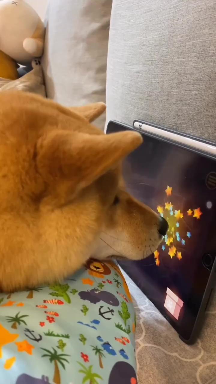 Smart shiba inu puppy plays video game on tablet - adorable and beautiful  | show your dog is happy, without actually saying your dog is happy