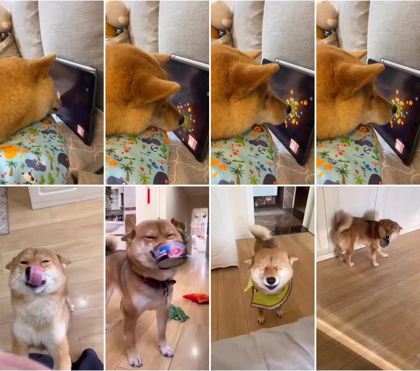  smart shiba inu puppy plays video game on tablet - adorable and beautiful ; show your dog is happy, without actually saying your dog is happy 
