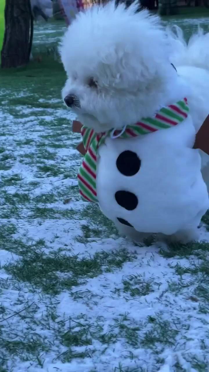 Snowman dog costume; happy halloween
