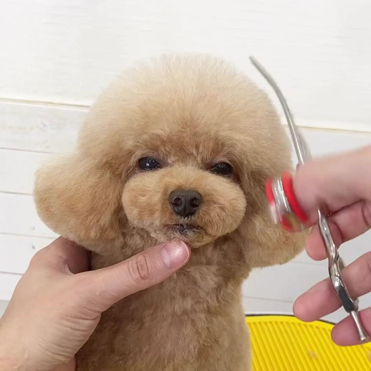 So adorable dog grooming video; puppies