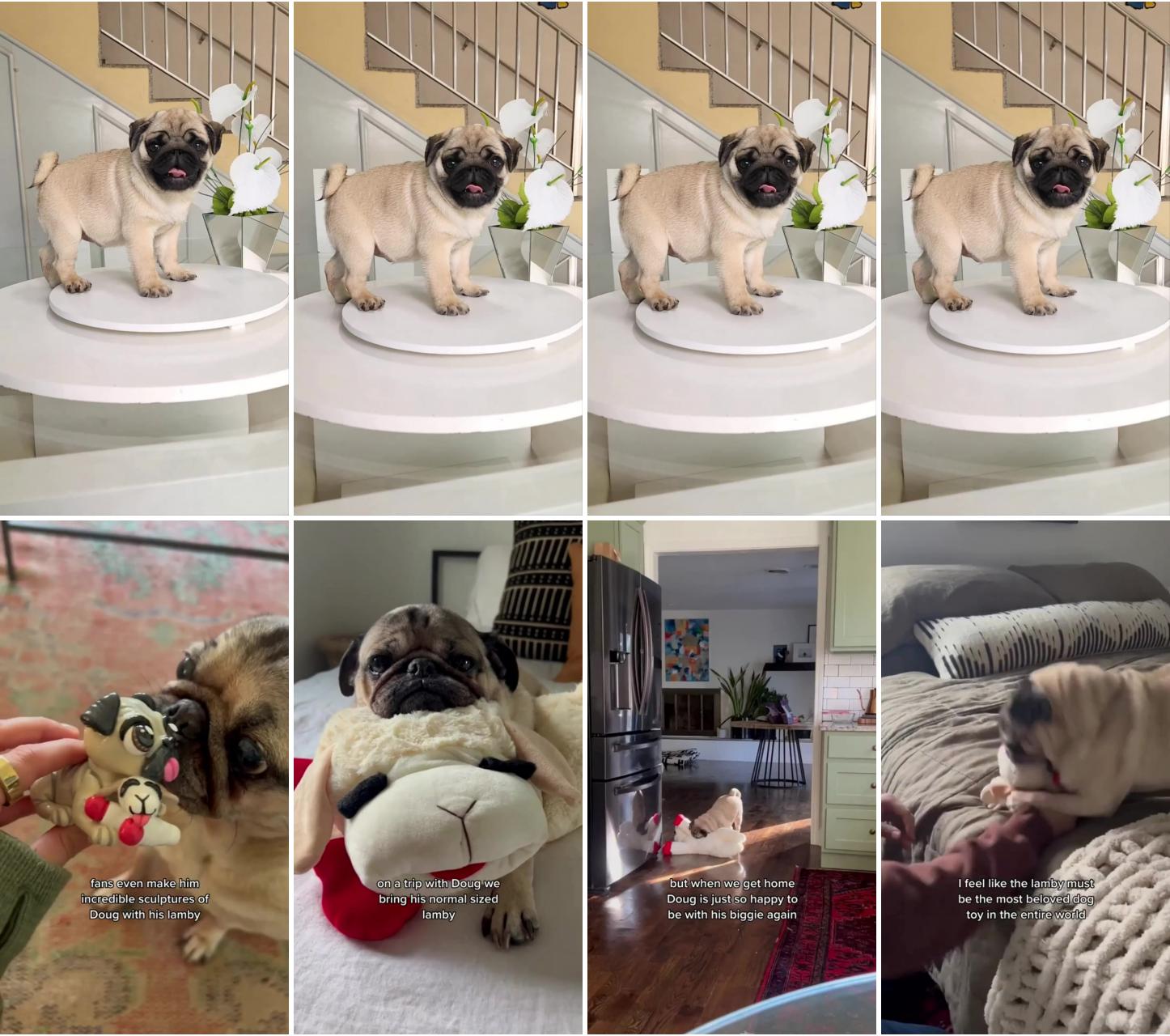So adorable ; who else has a dog with a lamby obsession , pug video, pug videos
