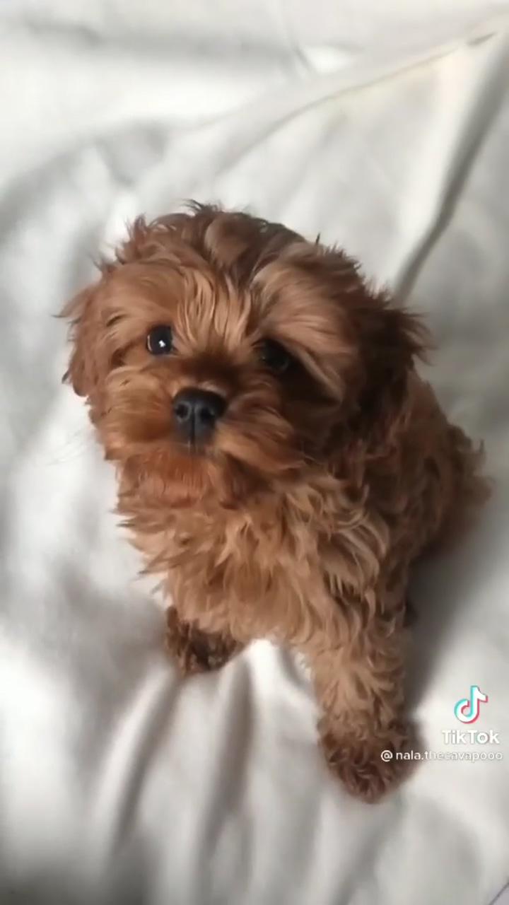 So cute ; cute small dogs