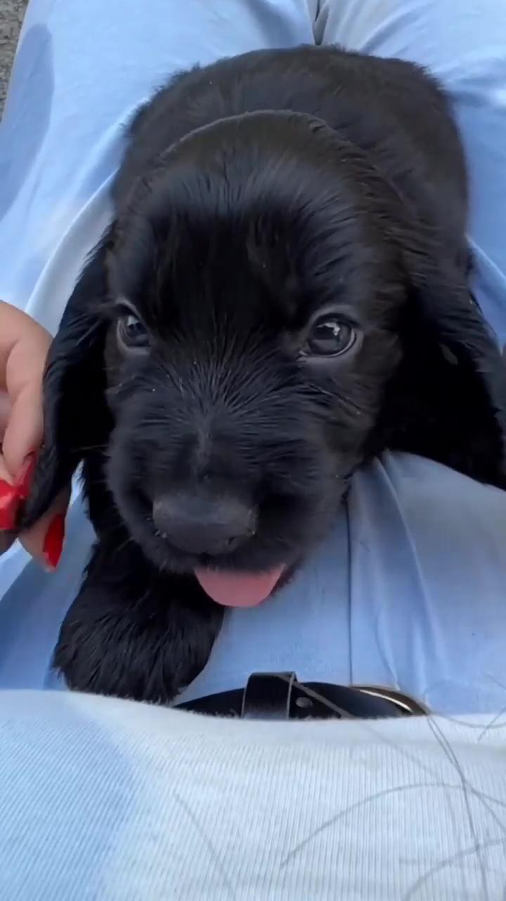 So cute | dachshund videos