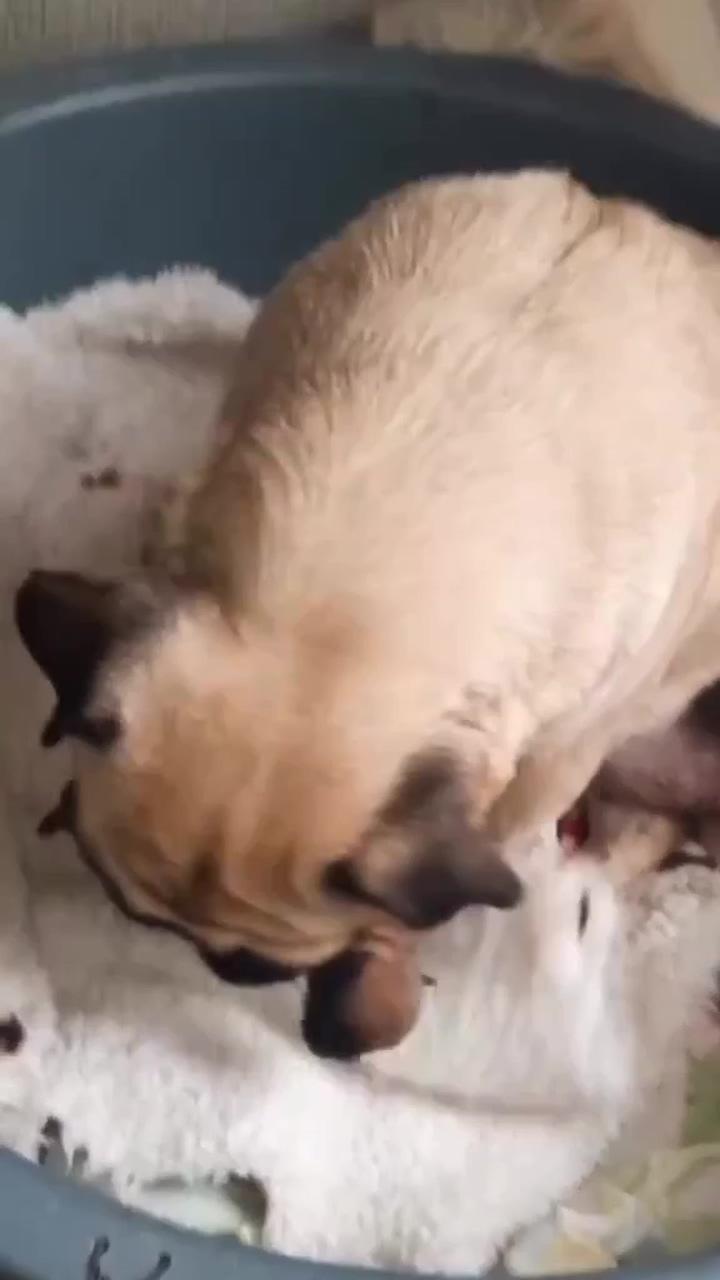 So cute  
if you love pug follow us. #pug #pugs #pugvideo; peaceful moment with lovely pet