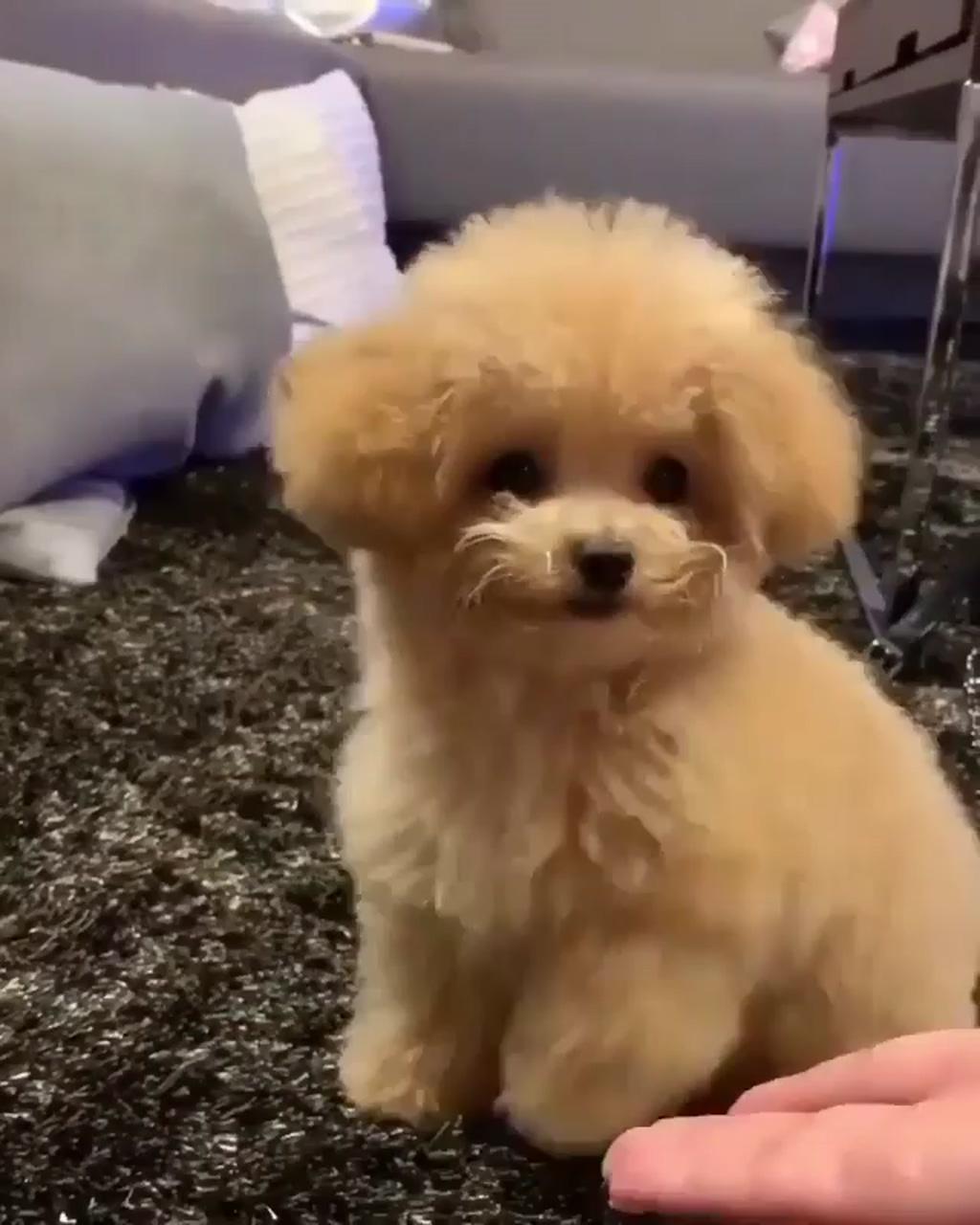 So cute puppy; cute teacup puppies