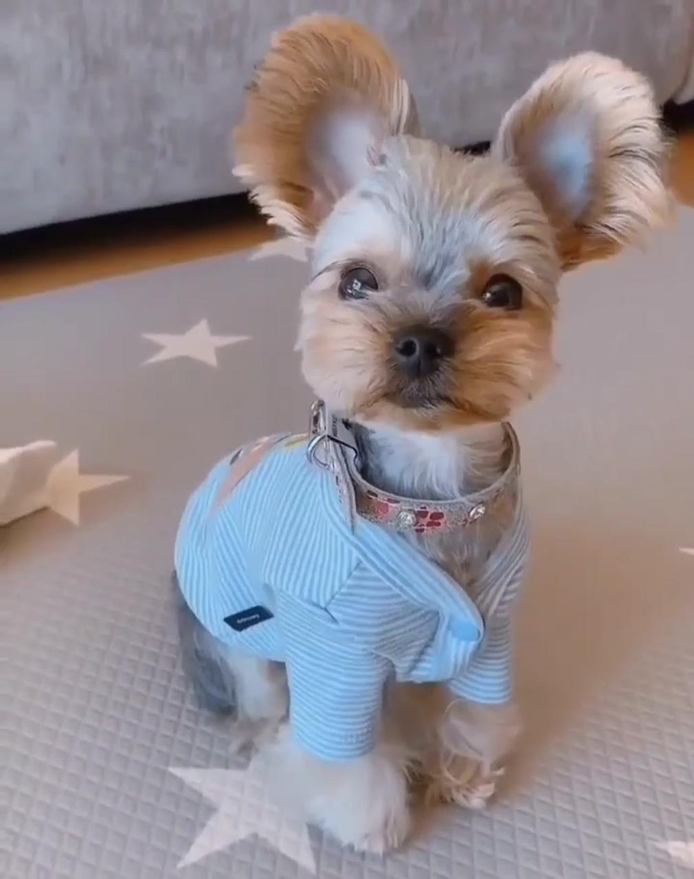 So precious and beautiful and gorgeous and adorable | yorkie terrier