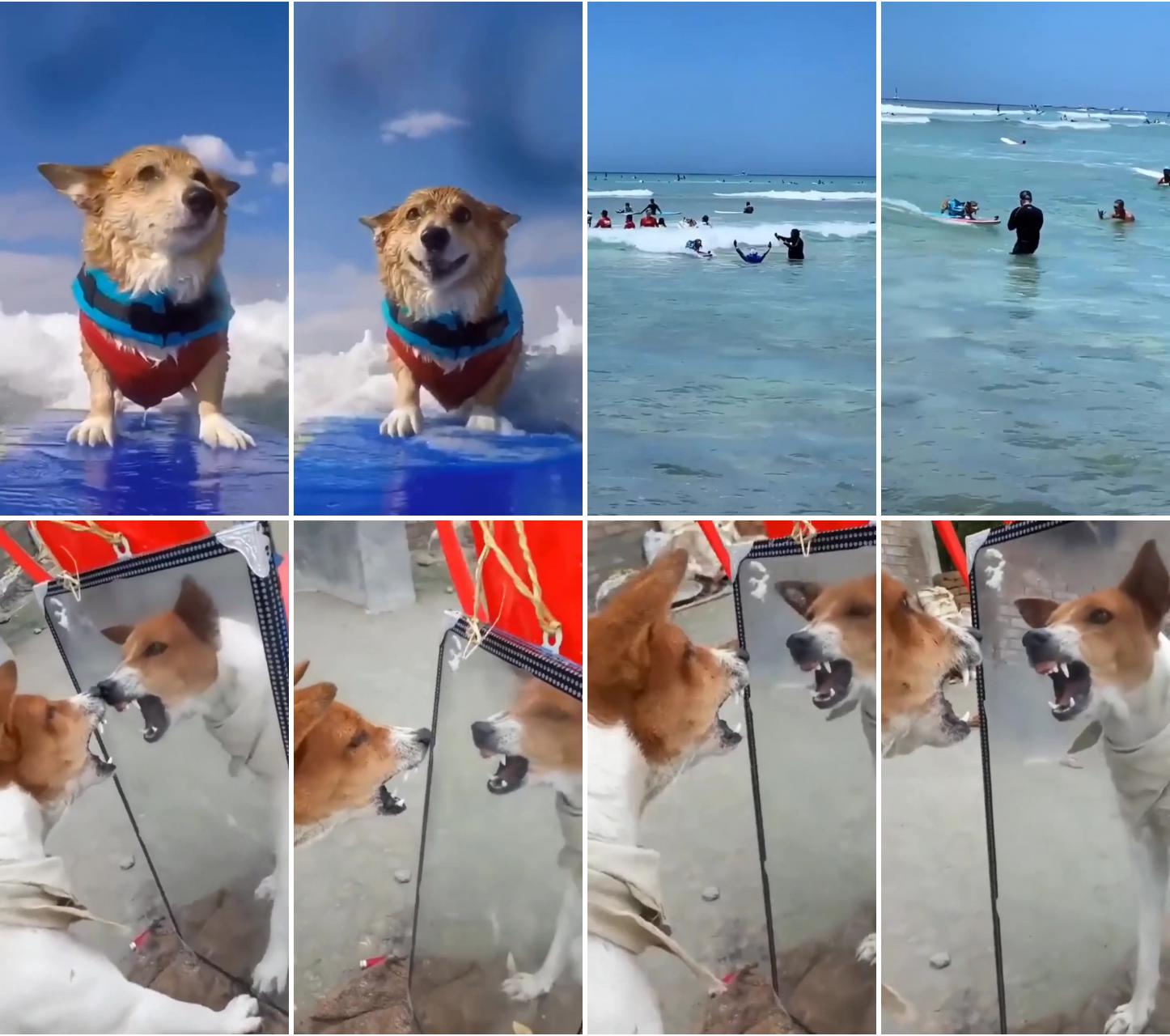 Surfing my puppy | funny dogs video, dog lovers #usa #canada #uk