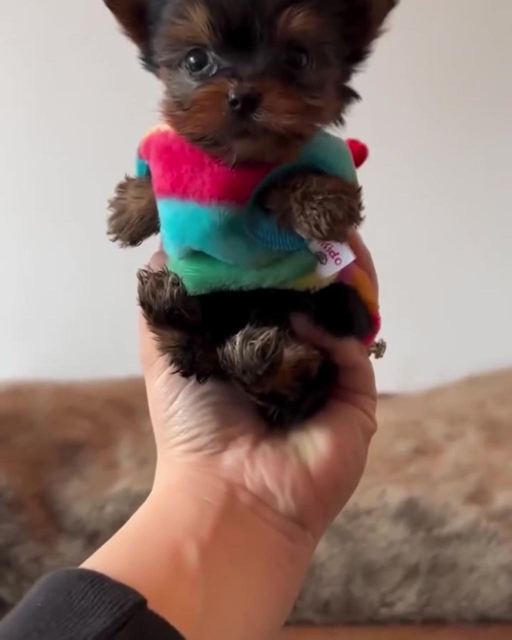 Teacup yorkie pup; little puppies