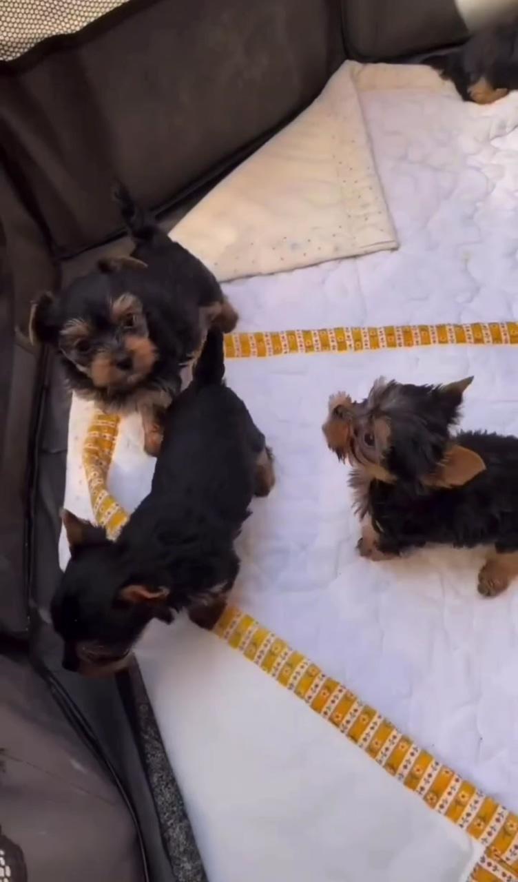 Teacup yorkies pups for sale; cute animals puppies