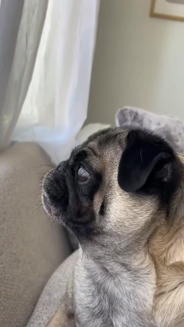 That escalated quickly...; funny pug videos