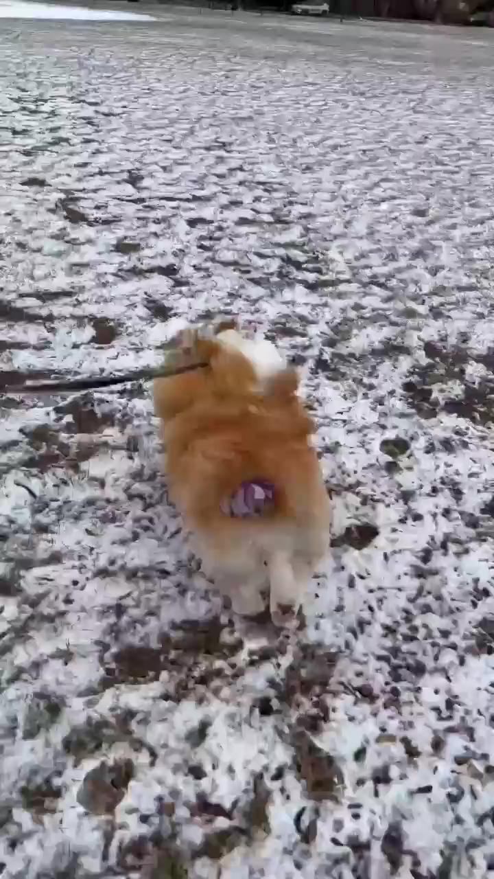 The cutest thing you'll see today | i'm jogging. wish you all the best