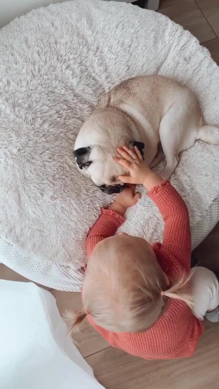 The dog has been with her since she was born  | baby pugs