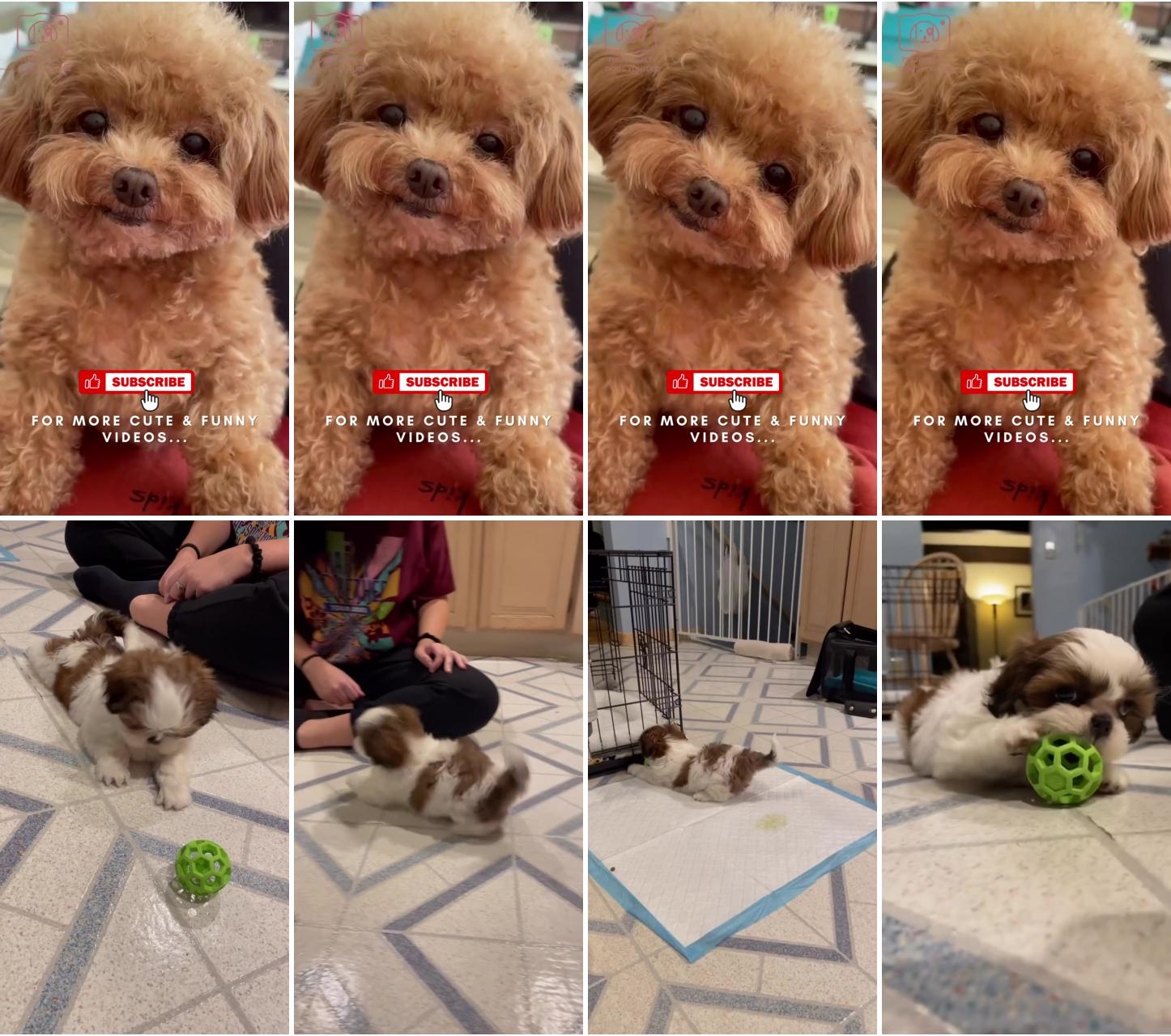   the love of this puppy will melt your heart ; cute fluffy puppies