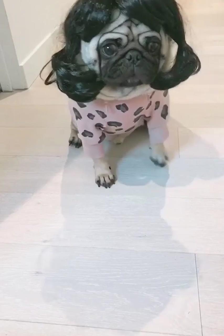 The moment she opens the makeup kit really gets me, miss world pug ready for audition | adult pug