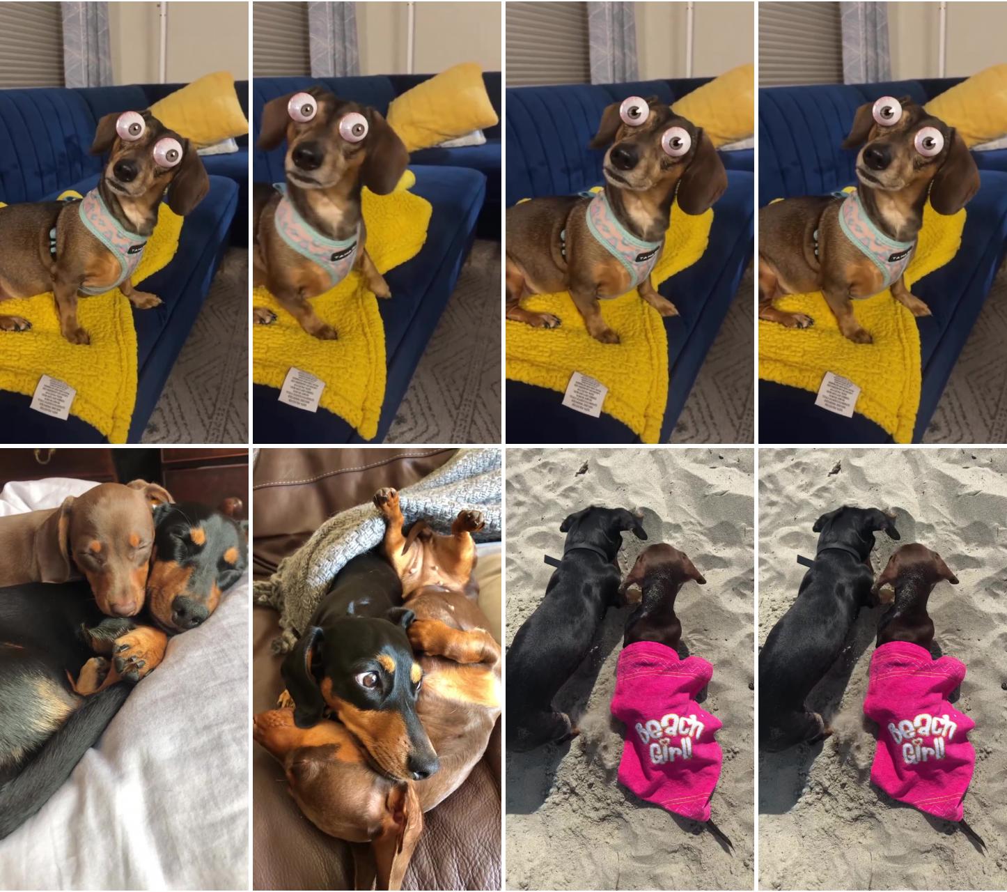 The most lovely and hysterical wiener dog; cute animal memes
