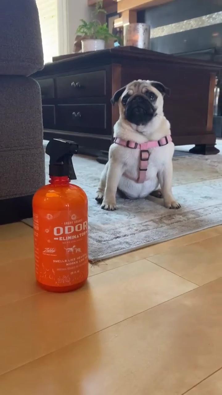 The one thing that helps my house not smell like my booty, pug video | cute pugs