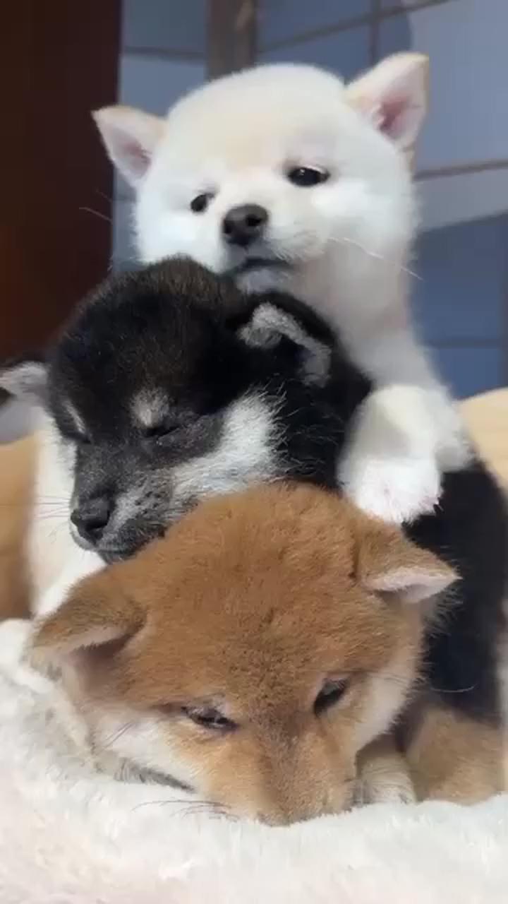 The shiba inu puppy tower; cute animals puppies