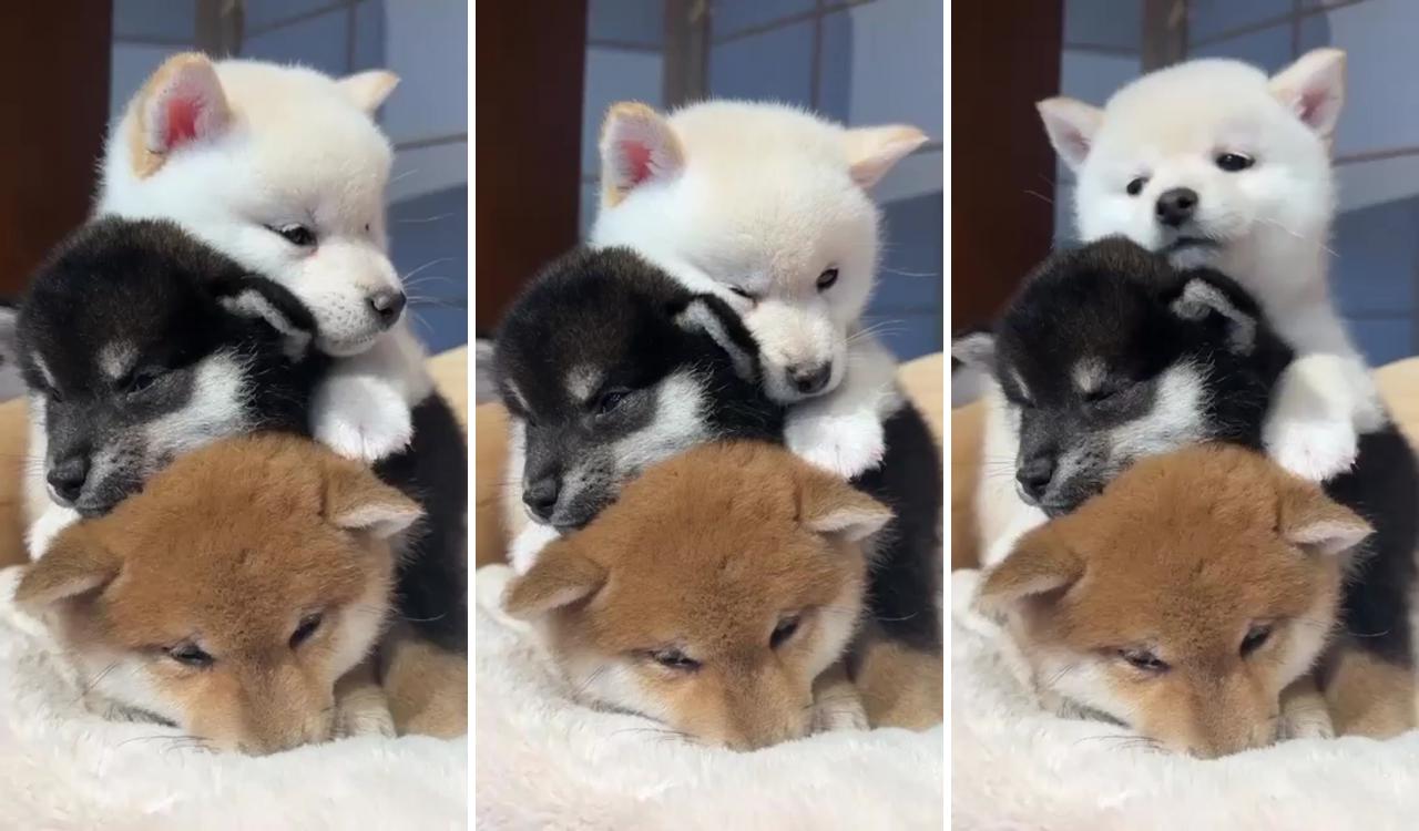 The shiba inu puppy tower; cute animals puppies