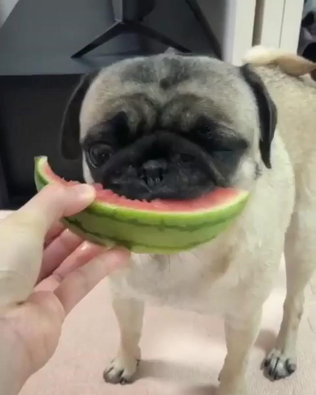 The watermelon expert  did you see his eyes, pug dog; animals images