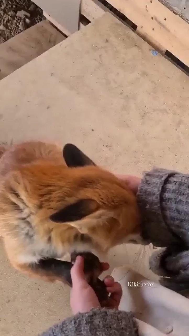 this fox moment is so beautiful, be warned, she might make you cry; super cute animals