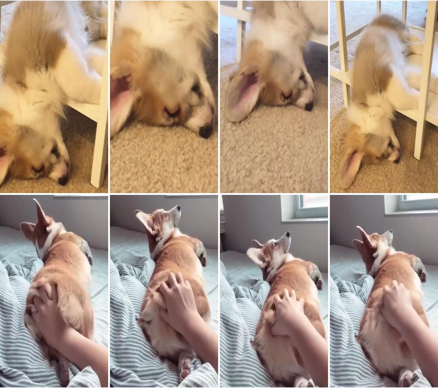 This is why we say "fall asleep" | corgi dogs happy