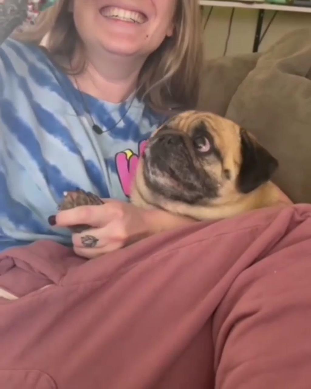 this pug really hates his nails clipped; funny cats and dogs