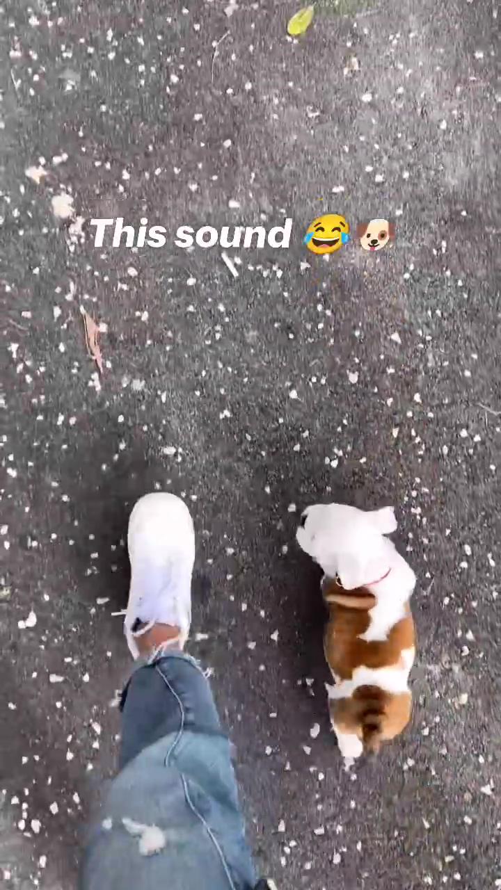 This sound ; he he where is pug lovers