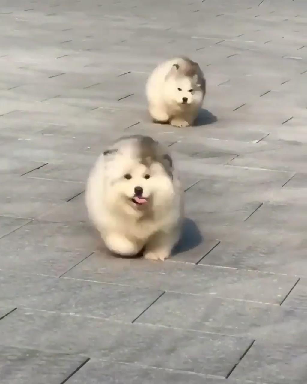 Tiktok dog | super cute puppies