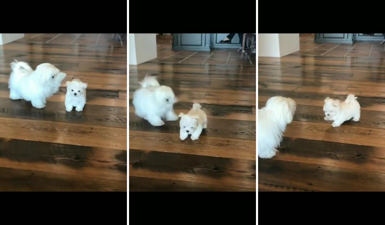 Tiny fluffy dog; cute fluffy dogs