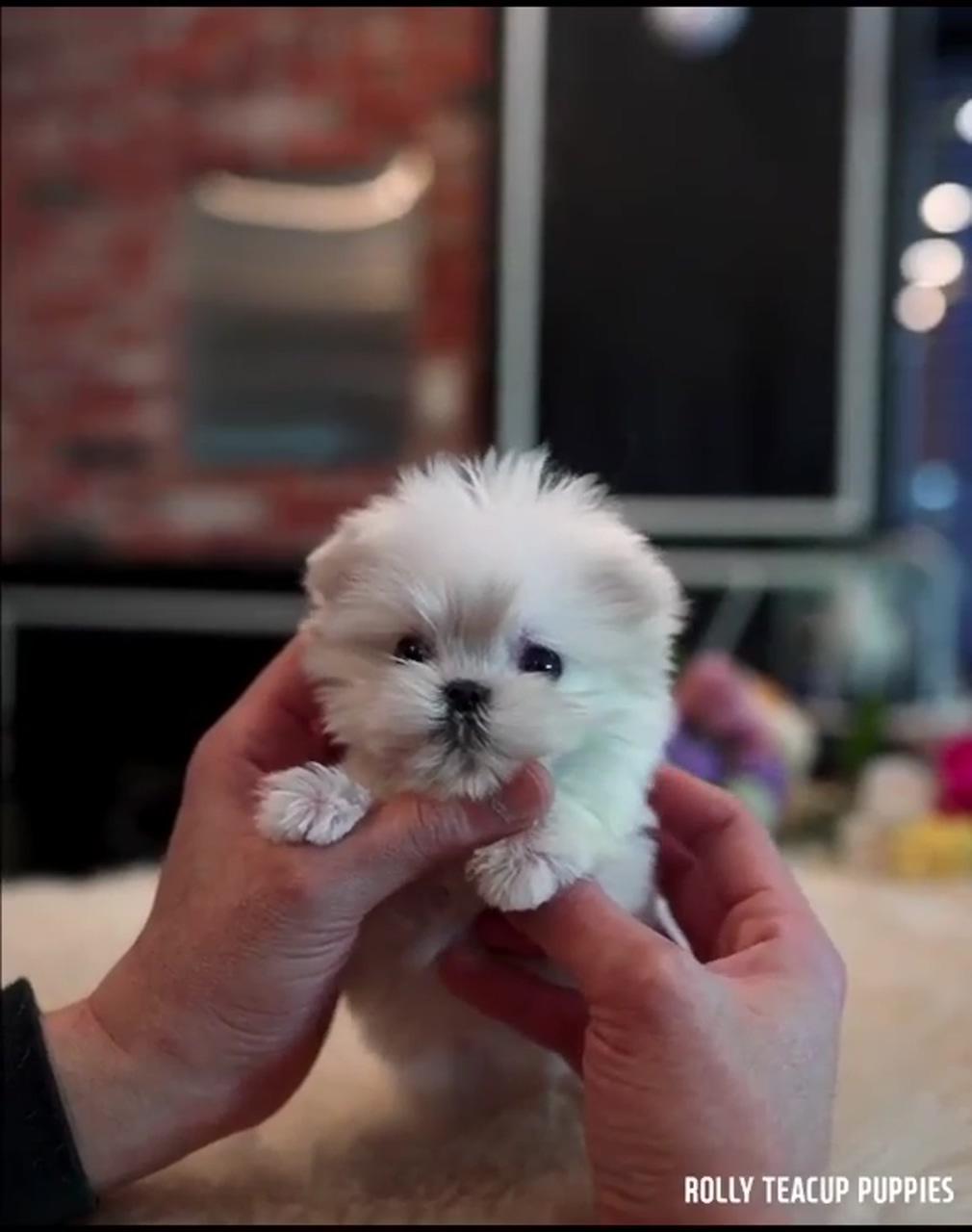 Tiny wonders: irresistible teacup puppy cuties ; teacup puppies