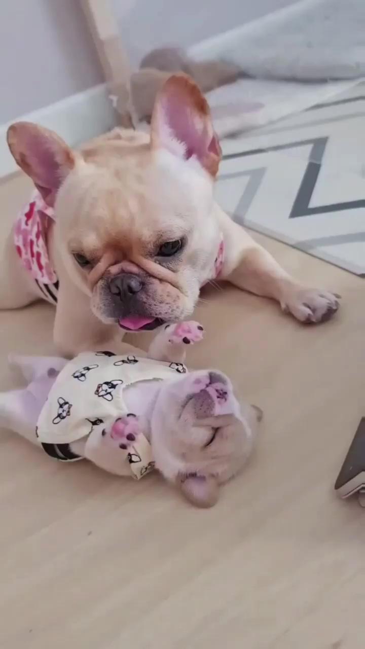Today's mothers ; cute funny dogs