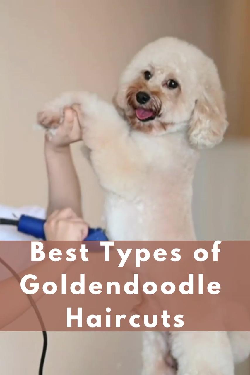 Top goldendoodle haircut styles for 2020 with picturestrust me you will want to see them; goldendoodle haircuts
