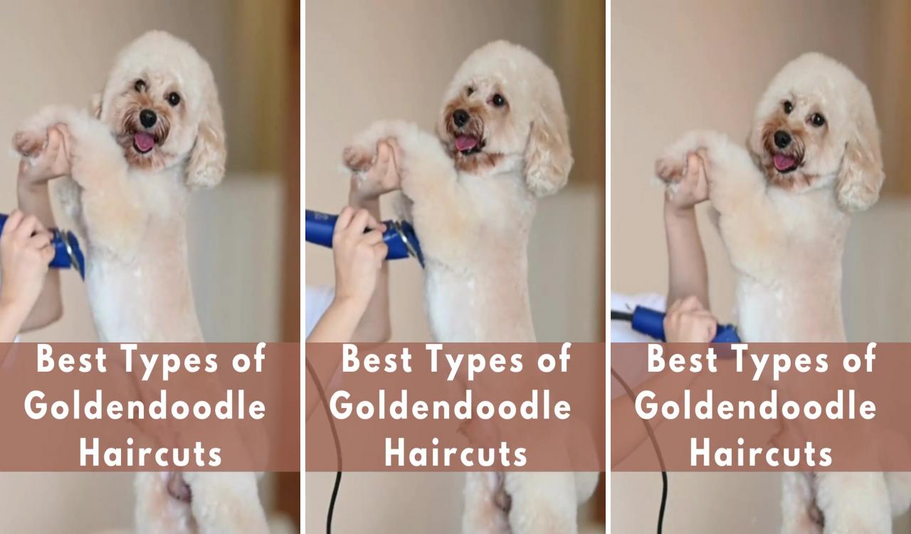 Top goldendoodle haircut styles for 2020 with picturestrust me you will want to see them; goldendoodle haircuts