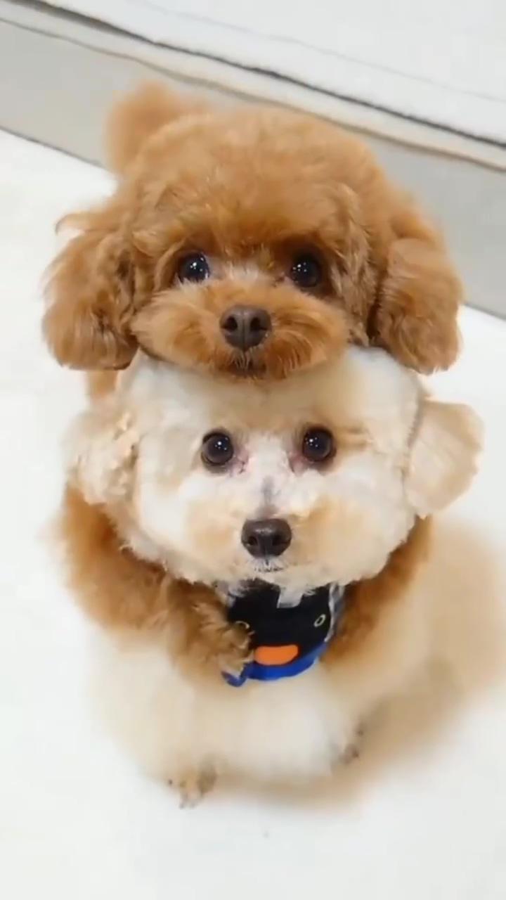 Tow cute puppies; new cute baby members, baby dogs