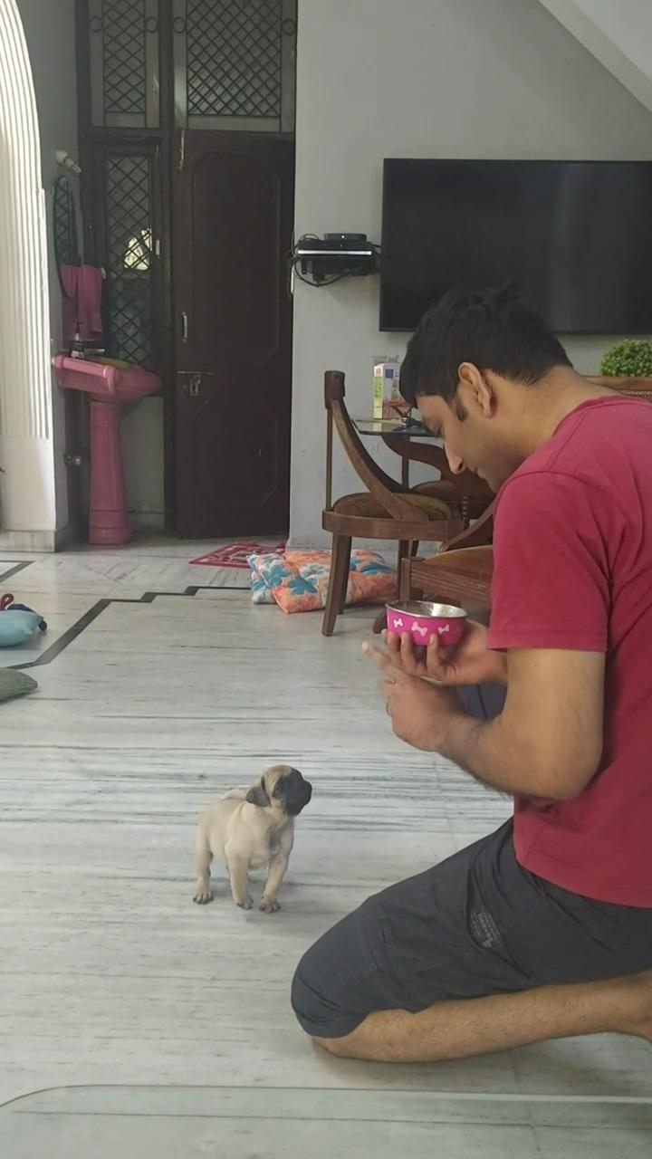 Training 53 days old puppy to sit on command | choco austin scared of bullet pataka