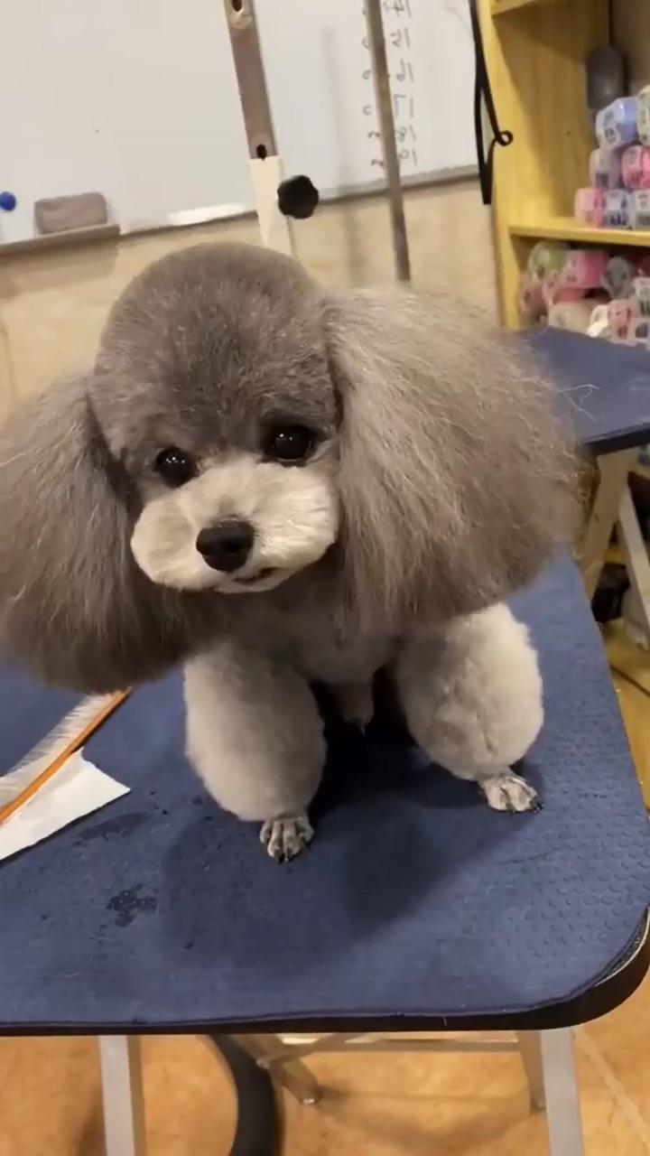 Trim and tail-wag: cute dog grooming in seconds; smiling poodle puppy's heartwarming moment with mom - pure cuteness 