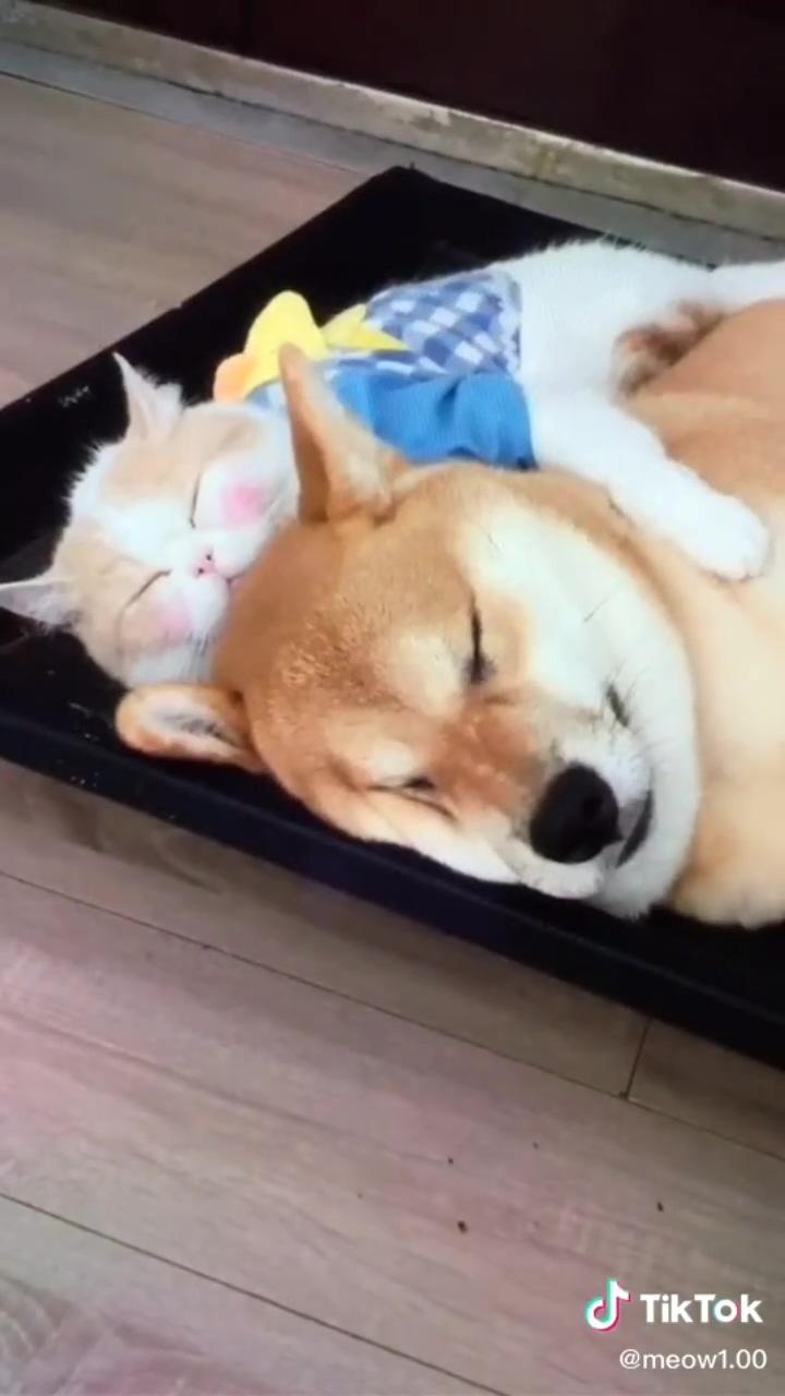 True love between dog and cat | i love you baby