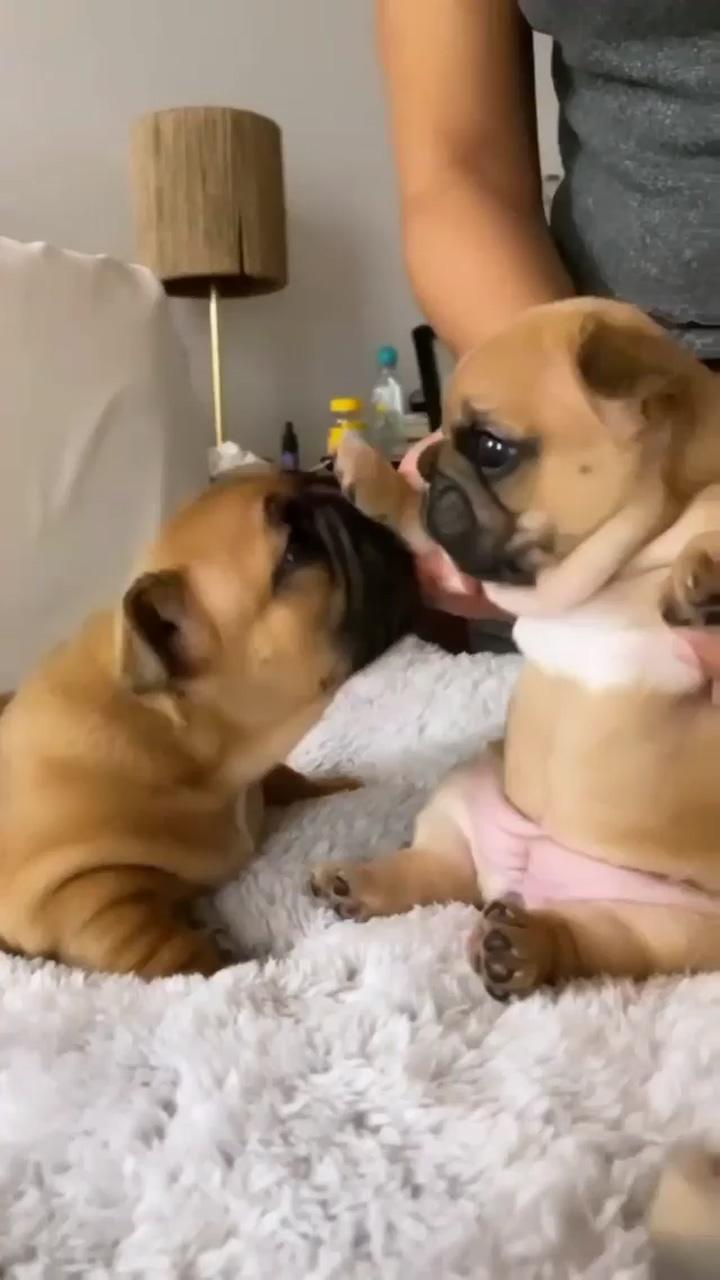 Two cute puppy; bulldog puppies