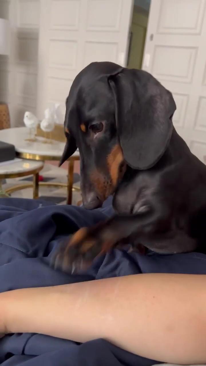 Volume uptrying to convince mama to give treats; funny dachshund