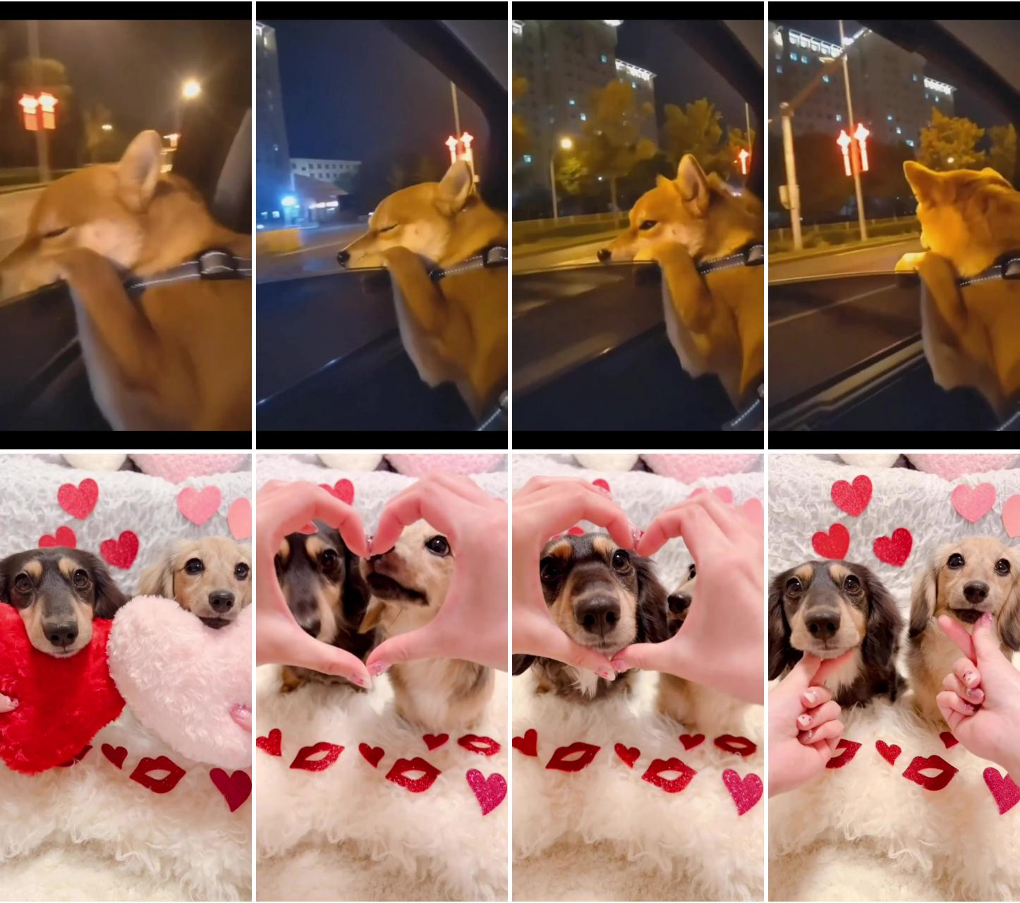 Wanna drive cute pup :; happy valentine's day
