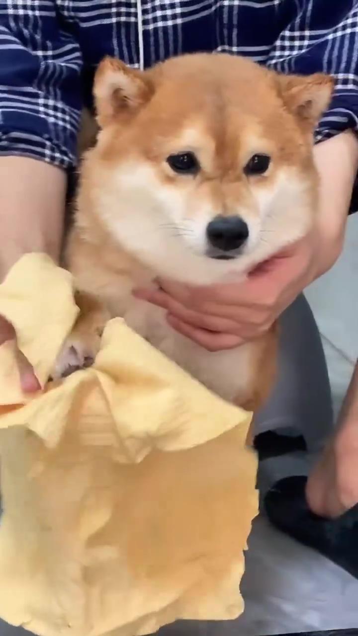 Watch cute shiba inu puppy's adorable bath time and towel dry funny dog video ; adorable shiba inu puppy in travel bag : cute and funny dog video - must watch 
