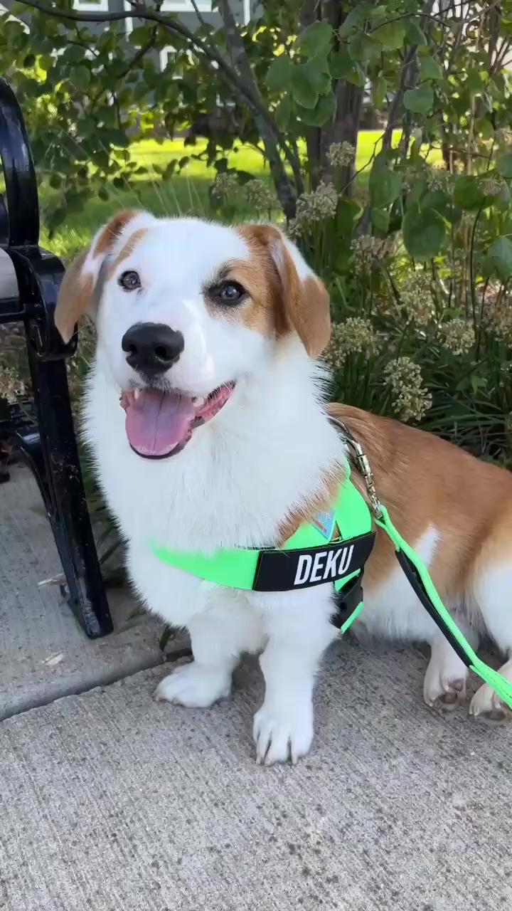 We are so obsessed with our new dogfriendlyco harness and leash. it's super durable and deku loves s | if all' caste ffi the world found its way to landfills, we wouldn't have so many micro. pplasticts