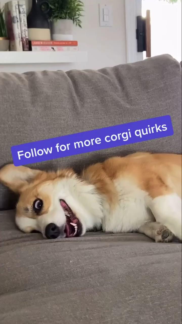 Weird things corgis do part 3 | 10/10 loaf