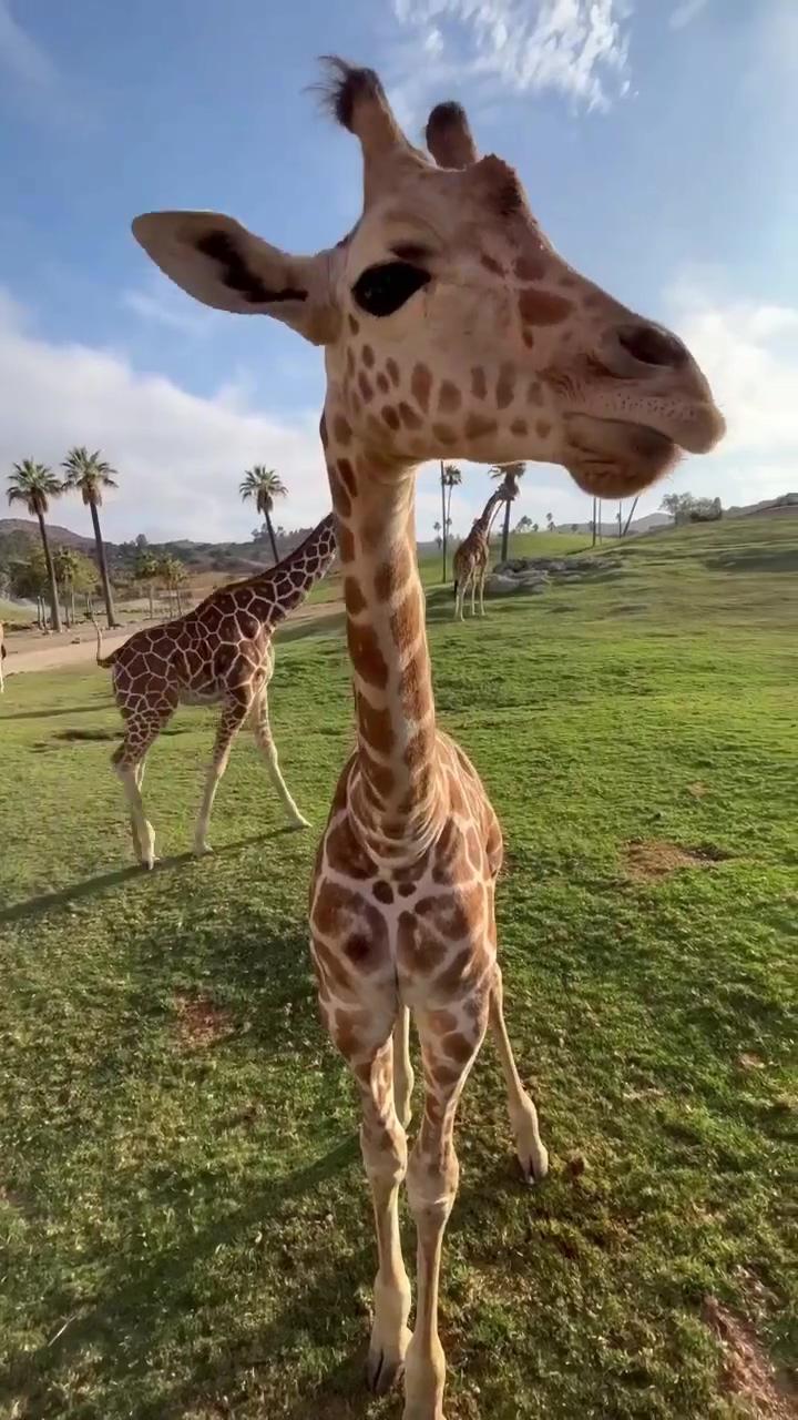 Well good morning to you too, sir  ig -   sdzsafaripark | puppy smiles